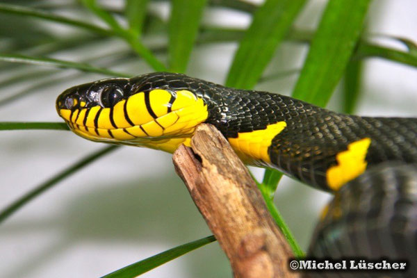 Boiga dendrophila melanota  1.0