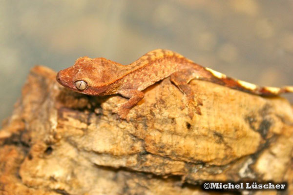 Rhacodactylus ciliatus