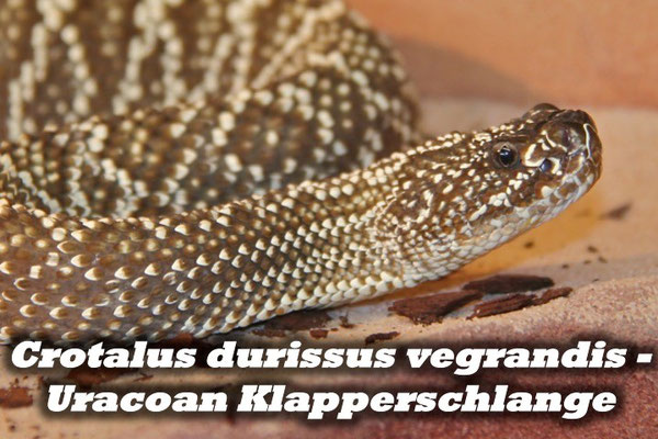 Crotalus durissus vegrandis - Uracoan Klapperschlange 