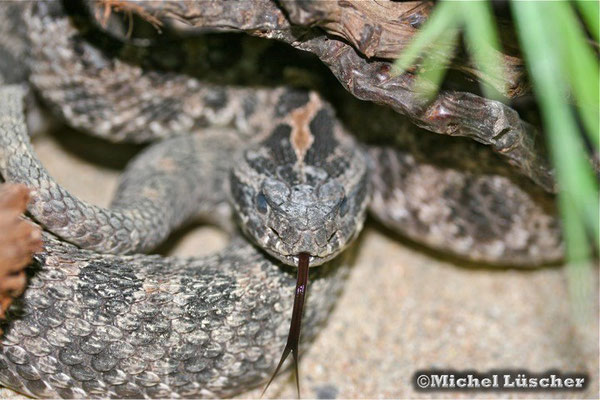 Sistrurus miliarius barbouri  0.1