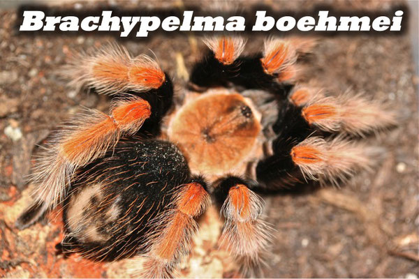 Brachypelma boehmei