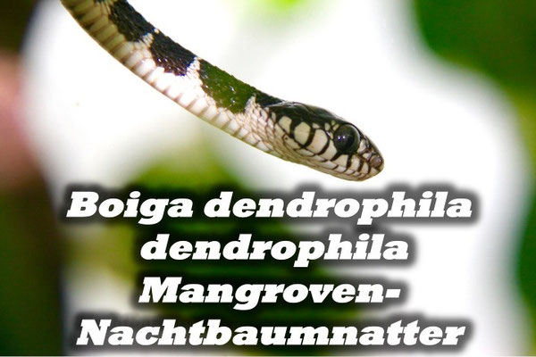Boiga dendrophila dendrophila - Mangrovennachtbaumnatter