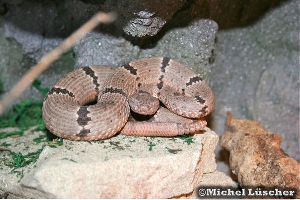 Crotalus lepidus klauberi  0.1