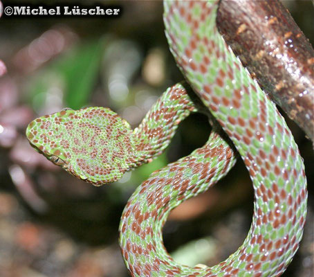 Trimeresurus venustus  0.1