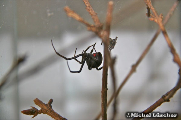Latrodectus mactans  0.1