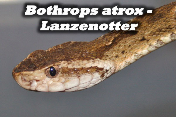 Bothrops atrox - Lanzenotter