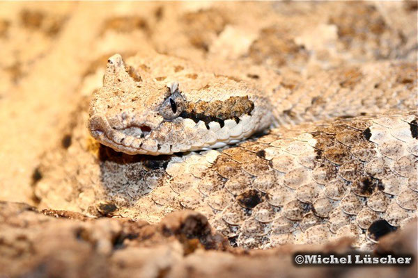 Crotalus cerastes cercobombus  0.1