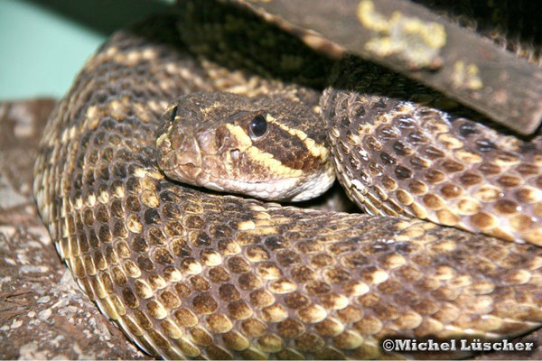 Crotalus adamanteus  0.1