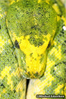 Morelia viridis biak  0.1