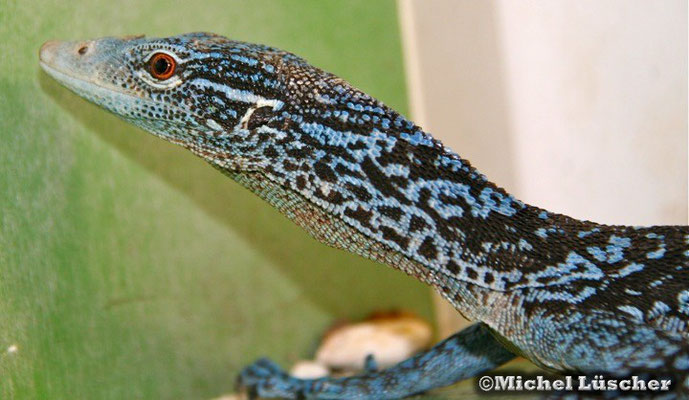 Varanus macraei