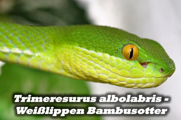 Trimeresurus albolabris - Weißlippen Bambusotter