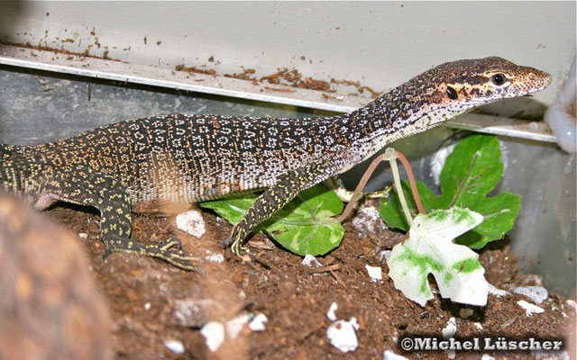 Varanus timorensis auffenbergi  1.0