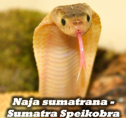 Naja sumatrana - Sumatra Speikobra