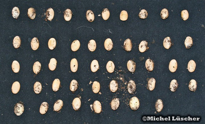 48 Eier waren in diesem Gelege.