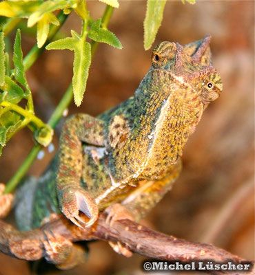 Chamaeleo calyptratus  0.1