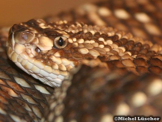 Crotalus durissus durissus  0.1