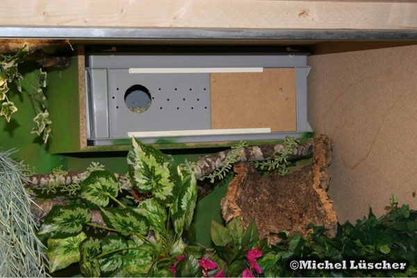 Schlupfbox im Terrarium.