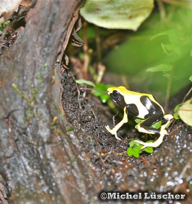 Dendrobates tinctorius