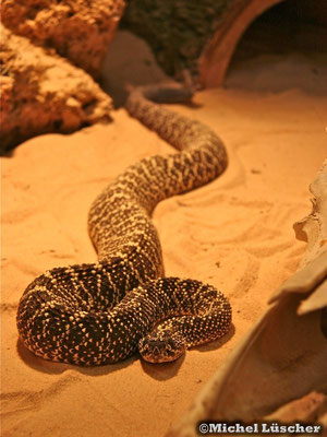 Crotalus durissus vegrandis  1.0