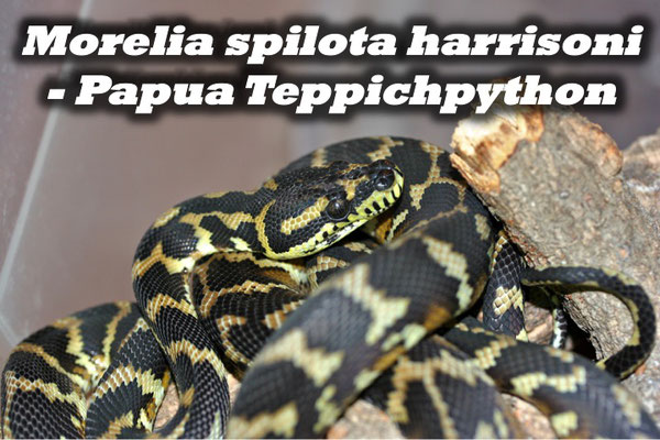 Morelia spilota harrisoni - Papua Teppichpython