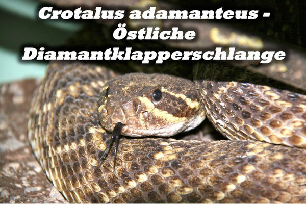 Crotalus adamanteus - Östliche Diamantklapperschlange