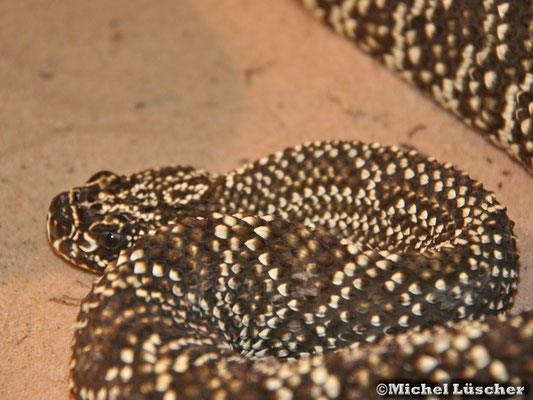 Crotalus durissus vegrandis  1.0