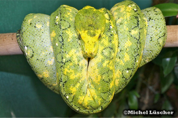 Morelia viridis biak  0.1