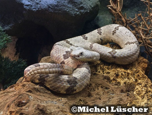 Crotalus lepidus lepidus  0.1