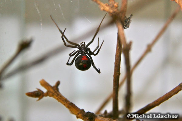 Latrodectus mactans  0.1