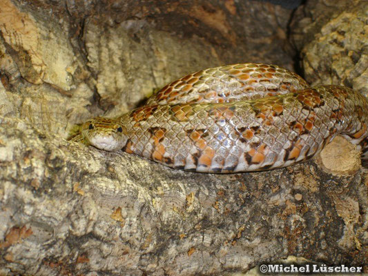 Pantherophis guttata  0.1