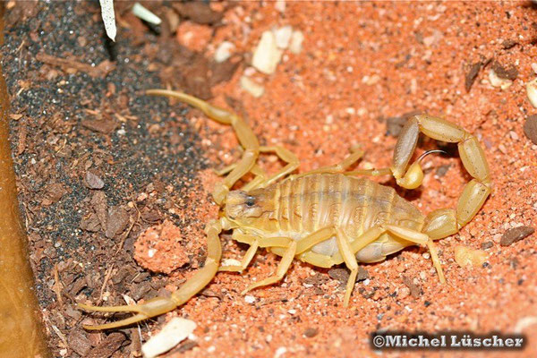 Leiurus quinquestriatus