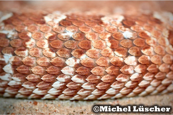 Bitis caudalis "Namaqualand"