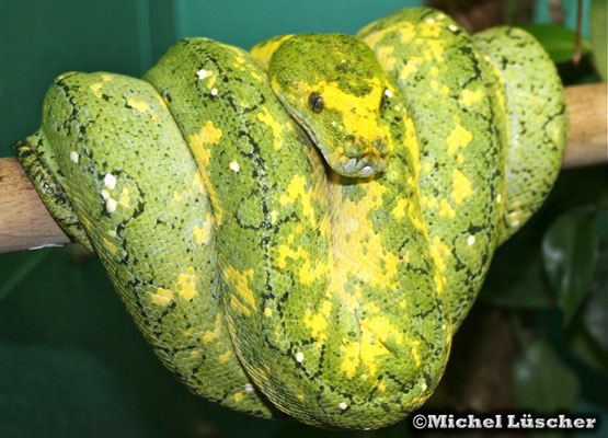 Morelia viridis biak  0.1