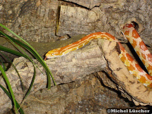 Pantherophis guttata  1.0