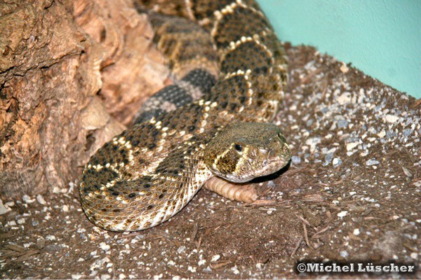 Crotalus adamanteus  1.0