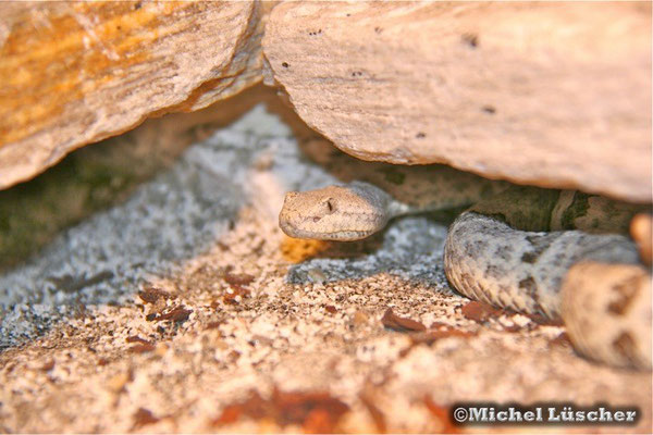 Crotalus lepidus lepidus  0.1