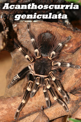 Acanthoscurria geniculata 