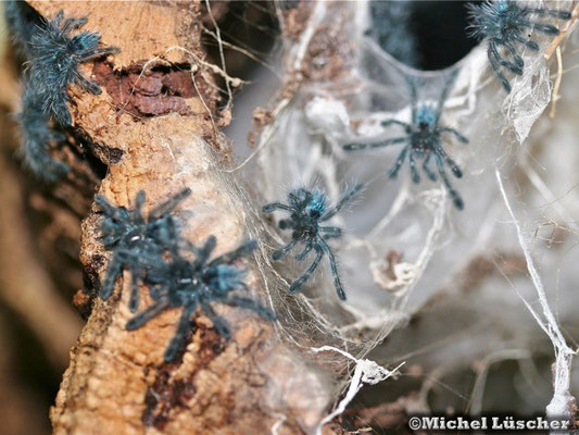 Avicularia versicolor Nachwuchs