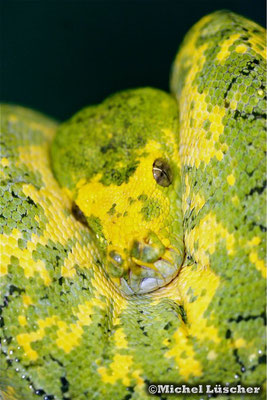 Morelia viridis biak  0.1