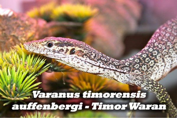 Varanus timorensis auffenbergi - Timor Waran