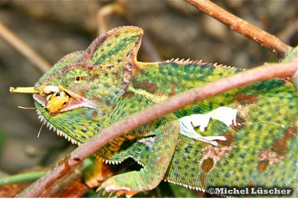 Chamaeleo calyptratus  0.1  aber sie gewinnt immer.