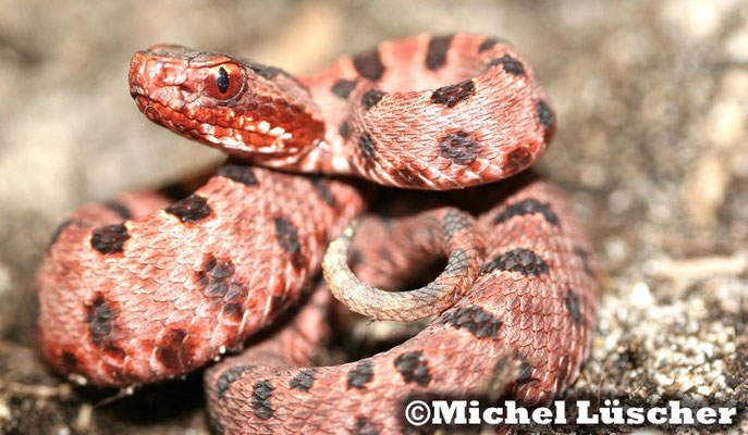 Sistrurus miliarius miliarius  0.1