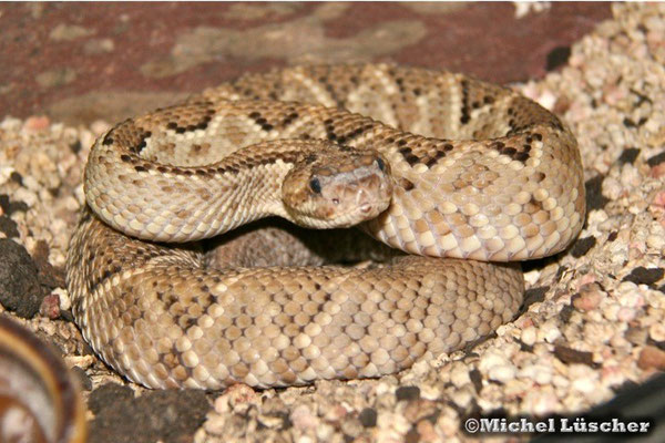 Crotalus durissus unicolor  0.1