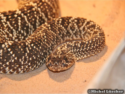 Crotalus durissus vegrandis  1.0