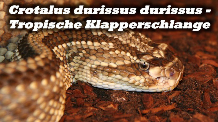 Crotalus durissus durissus - Tropische Klapperschlange