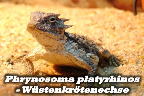 Phrynosoma platyrhinos - Wüstenkrötenechse