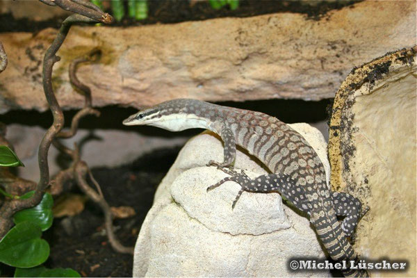 Varanus glauerti  1.0