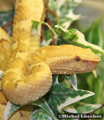 Trimeresurus puniceus  0.1