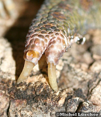 Chamaeleo calyptratus Fuss vorne