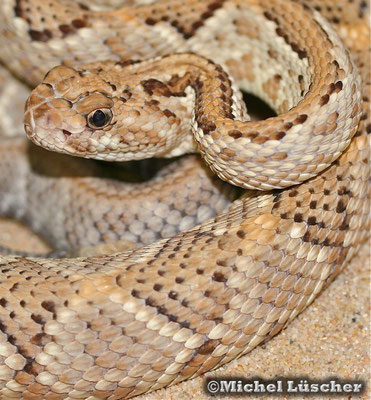 Crotalus durissus unicolor  1.0